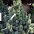 Pinus aristata