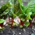 Row of plants with green leave with red veins and petioles.
