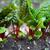 Beta vulgaris (Leaf Beet Group)