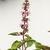 Ocimum tenuiflorum