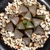 Haworthia