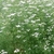 Umbels of white flowers borne above lacey foliage.