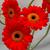 Gerbera jamesonii