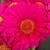 Gerbera jamesonii