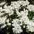 Iberis sempervirens