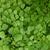 Adiantum x mairisii