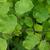Adiantum x mairisii