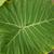 Alocasia x 'Calidora'