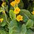 Primula elatior