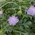 Scabiosa columbaria 'Butterfly Blue'