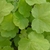 Lime green scalloped leaves.