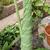 Alocasia x 'Calidora'