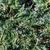 Juniperus horizontalis 'Wiltonii'
