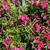 Phlox subulata
