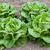 Lactuca sativa