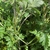 Stem & under leaf