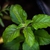 Opposite leaves