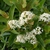 Clusters of flowers appear in the summer