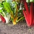 row of plants with petiole stalks red, white, or yellow.