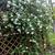 On trellis