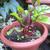 Beta vulgaris (Garden Beet Group)