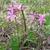 Phlox pilosa
