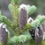 Grayish upright cones at the tip of an Abies balsamea tree