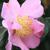 Camellia 'Winter's Star'