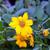 Coreopsis auriculate 'Nana'