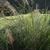 Panicum amarum 'Dewy Blue'