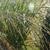 Panicum amarum 'Dewy Blue'