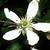 Rubus flagellaris