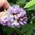 Wisteria frutescens 'Amethyst Falls'