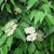 Flower buds, open flowers and leaves.