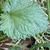 Dentate leaf margin.