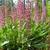 Lupinus villosus