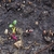 Seedlings already showing red or yellow colors.