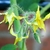 Close-up of yellow flowers with anthers arranged in a cone.