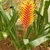 Green rosette with erect, feather-like, red & yell spike.