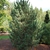 Pinus cembra