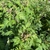 Plant in bud