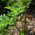 New foliage