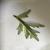 underside of leaf
