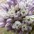 Inflorescence