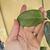 Underside of leaf