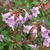 Bloom stalk with pink, tubular flowers with 5 corolla lobes