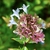 White, tubular flowers with 5 lobes and 5 sepaled pinkish calyx