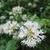 White, tubular flowers with 5 corolla lobes