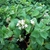 Photo of Abelia chinensis showing leaf & flower