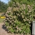 Rounded habit with leaves and blooms.